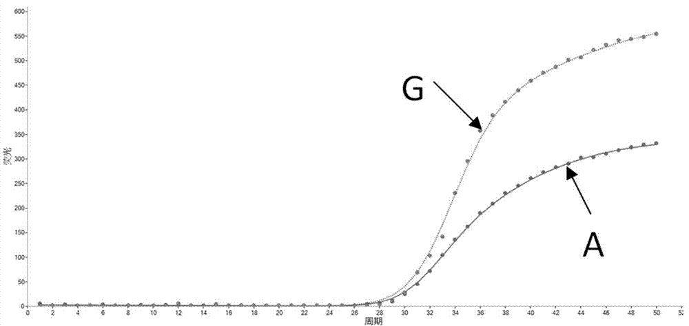 MTRR基因多態(tài)性快速檢測的引物、分子信標、試劑盒及其檢測方法與流程