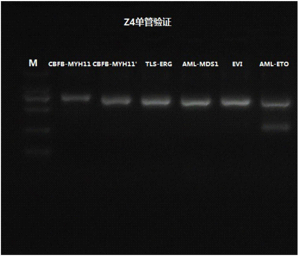 血液病融合基因篩查方法與流程