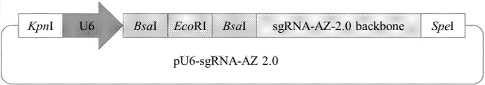一种表达受茶碱调控的适体核酶修饰型sgRNA的载体及应用的制造方法与工艺
