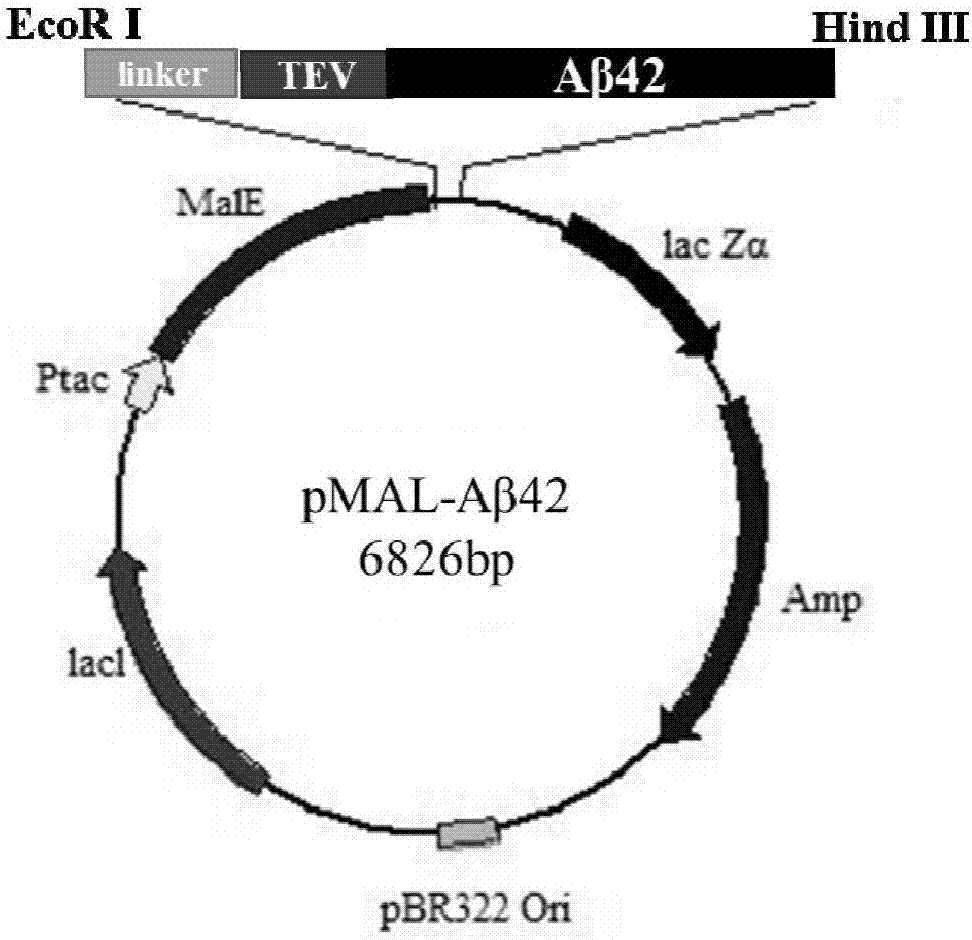 Aβ42在大肠杆菌中的高效可溶性表达及纯化方法与流程