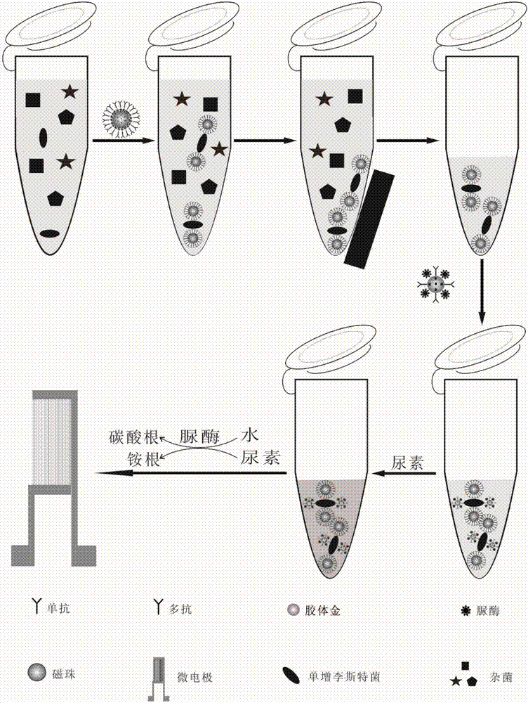 一种基于电化学阻抗相角分析的微生物检测方法与流程