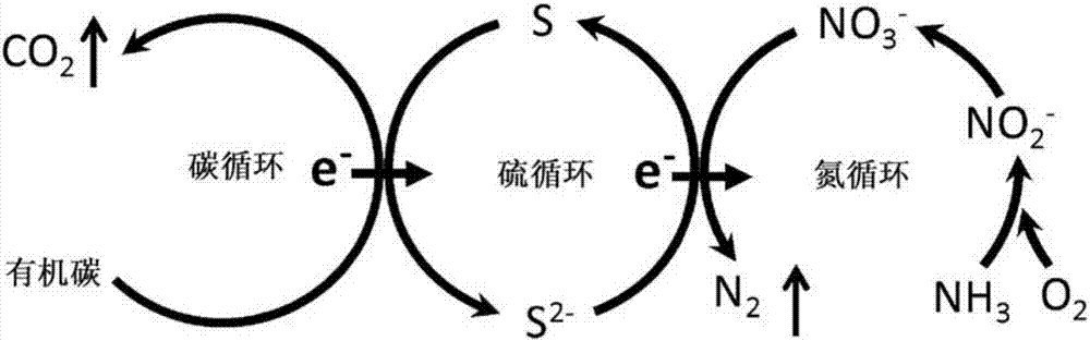 用于生物废水处理的单质硫内循环62sani(isc62sani)工艺的制造