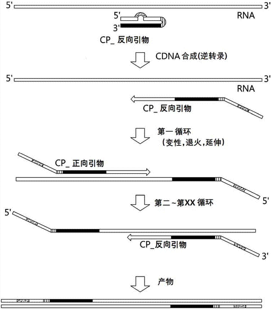 与互补碱基序列或包含错配碱基的互补碱基序列相连接的聚合酶链式反应引物及利用其的核酸扩增方法与流程