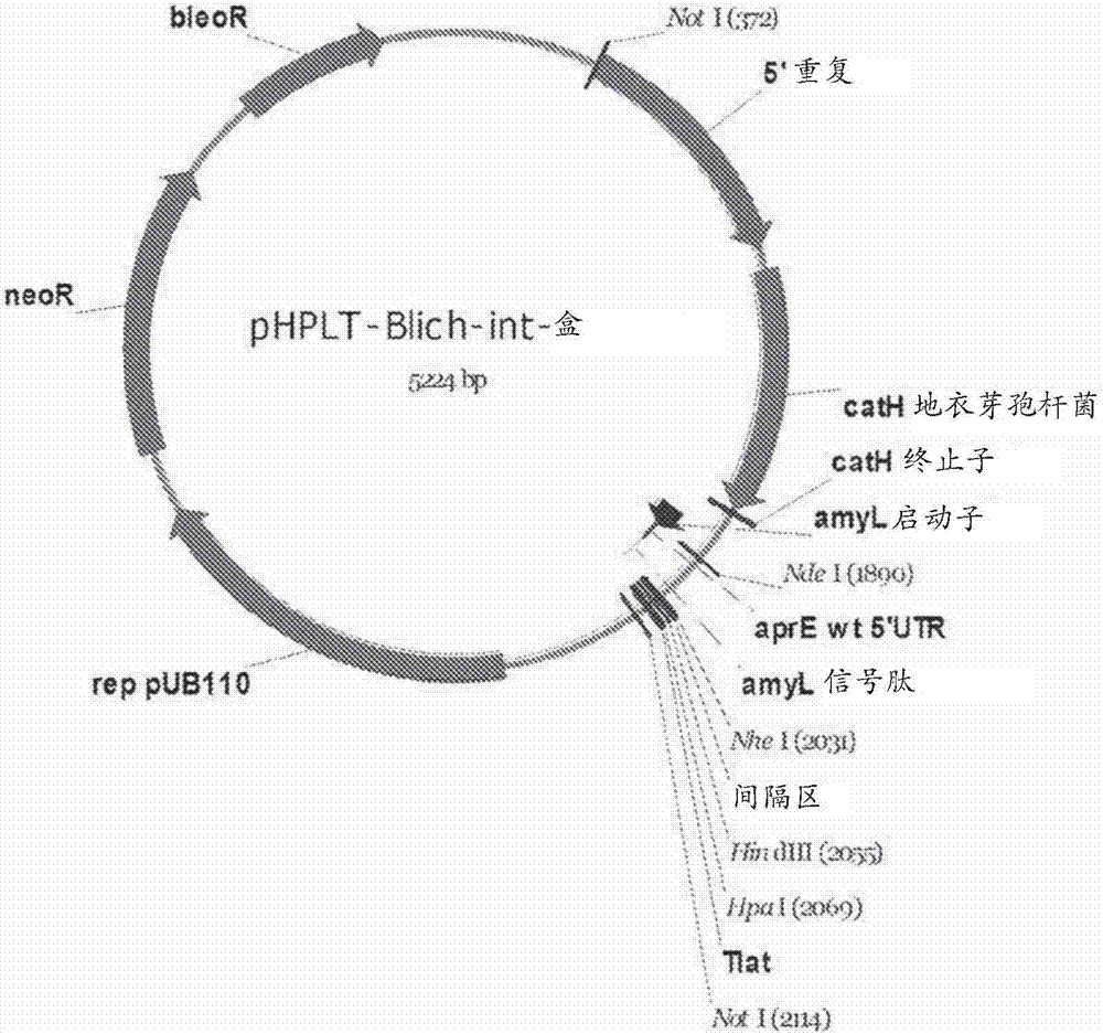 增強(qiáng)的蛋白質(zhì)表達(dá)的制造方法與工藝