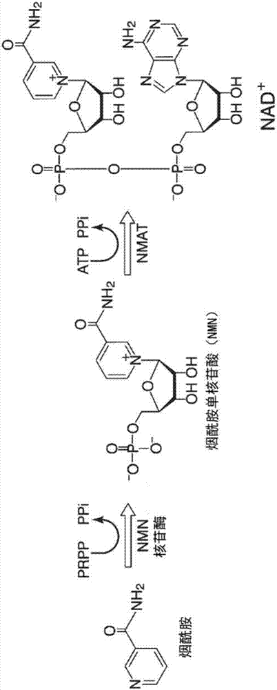 辅酶的制造方法以及辅酶制造用转化体组与流程