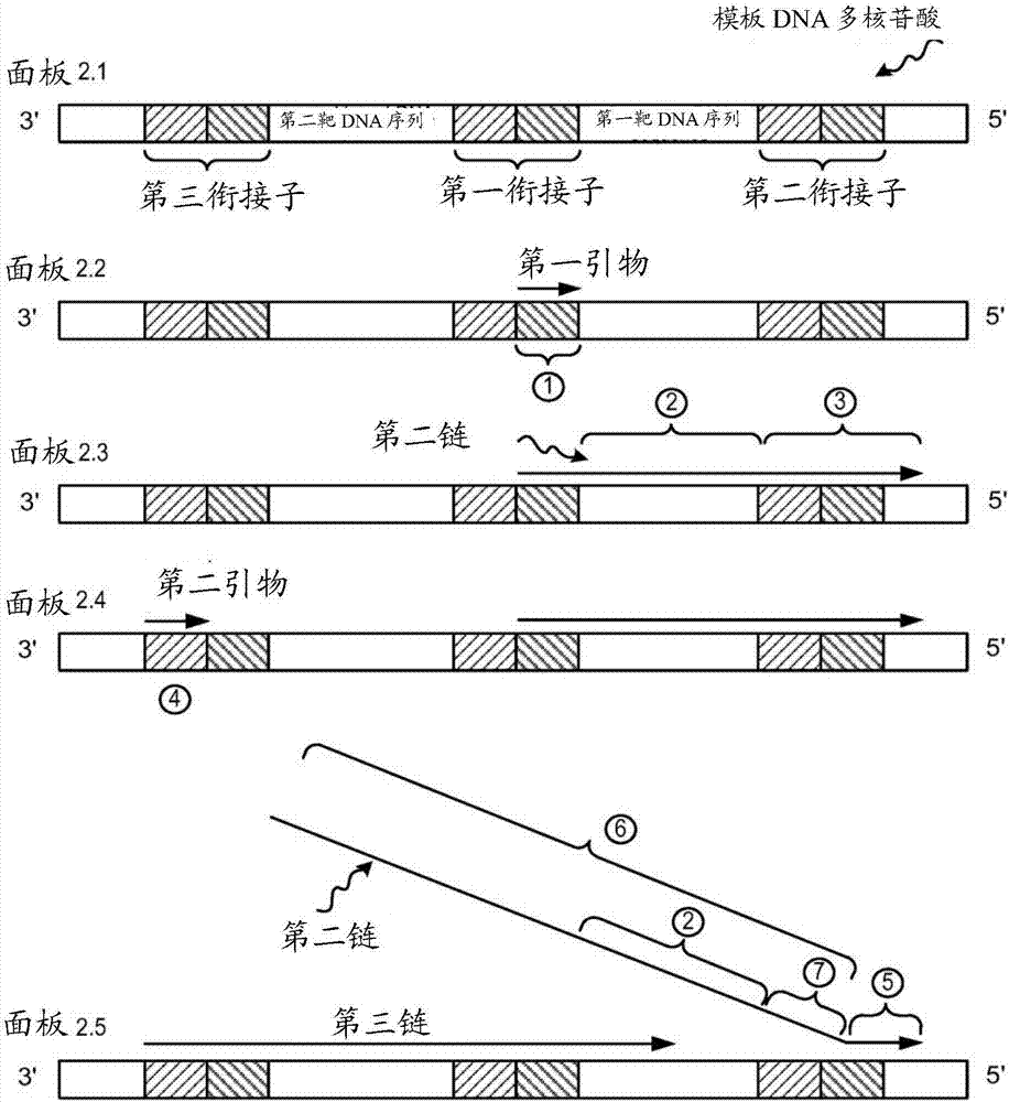 使用受控的链置换的DNA 序列测定的制造方法与工艺