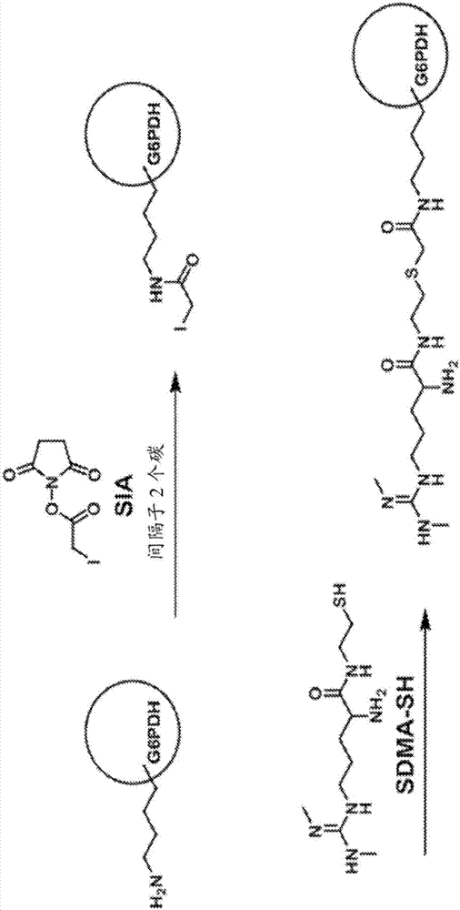 帶有對背景信號的補償?shù)木嗝庖邷y定的制造方法與工藝