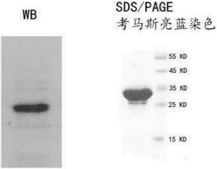 全人源抗CD19單克隆抗體及其生產(chǎn)方法與流程