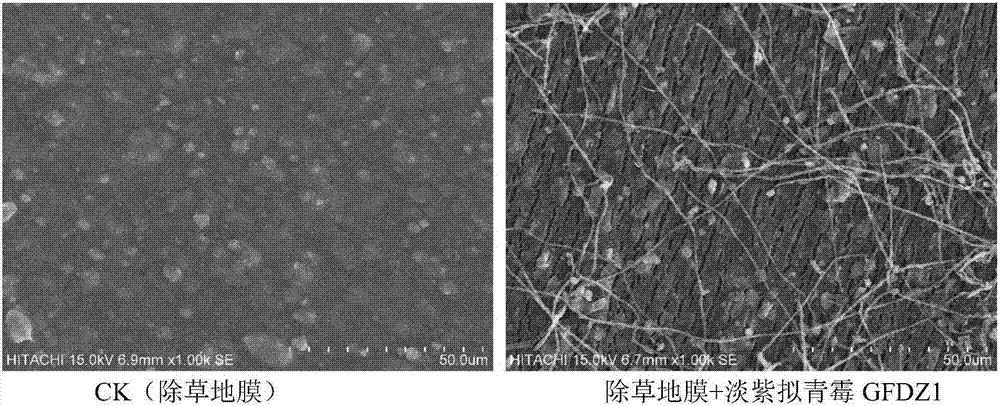 一種降解除草地膜的菌株GFDZ1及菌劑制備方法和應用與流程