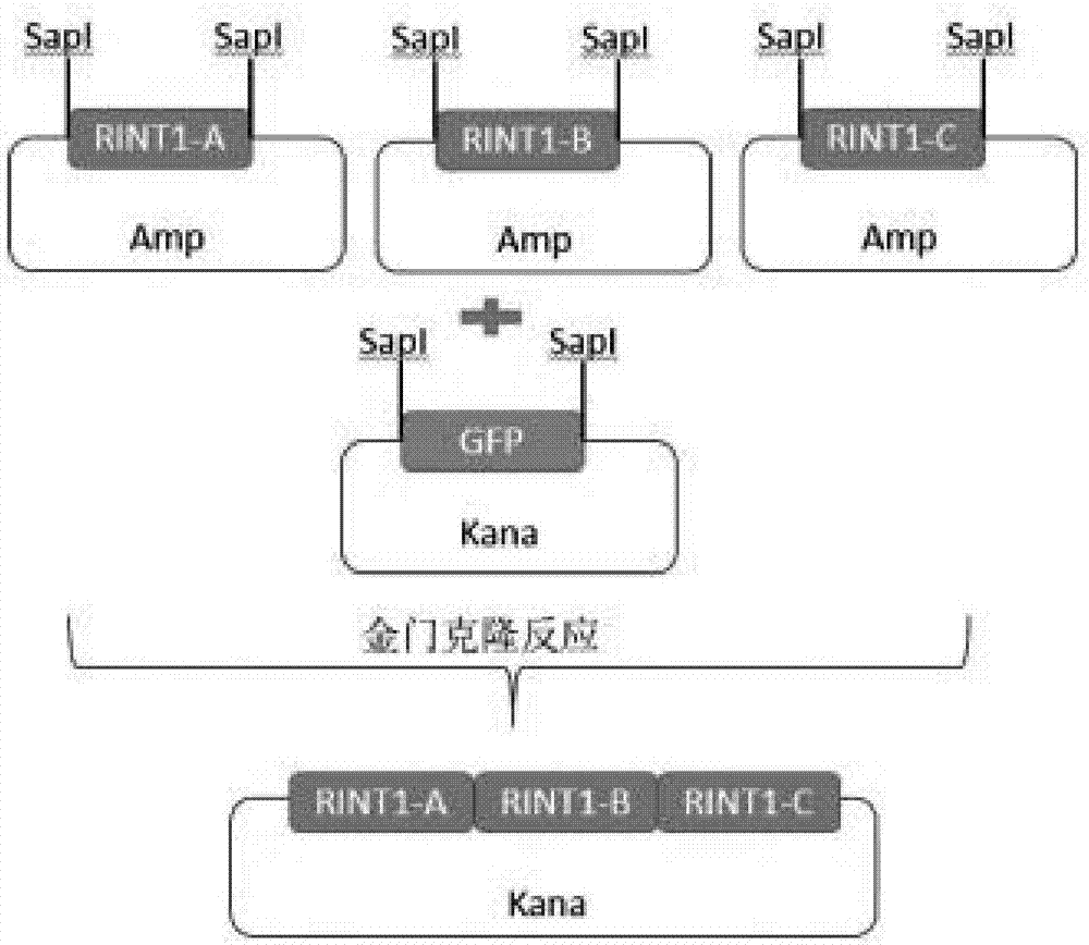 一種基因合成方法與流程