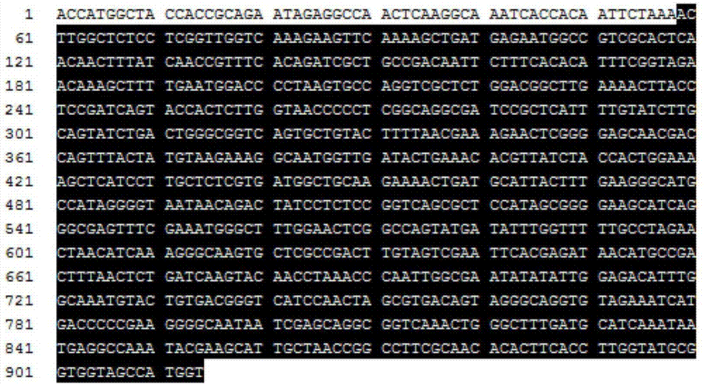 鉴别黄化茶树品种‘黄叶宝’的核苷酸序列、特异性标记引物和方法与流程