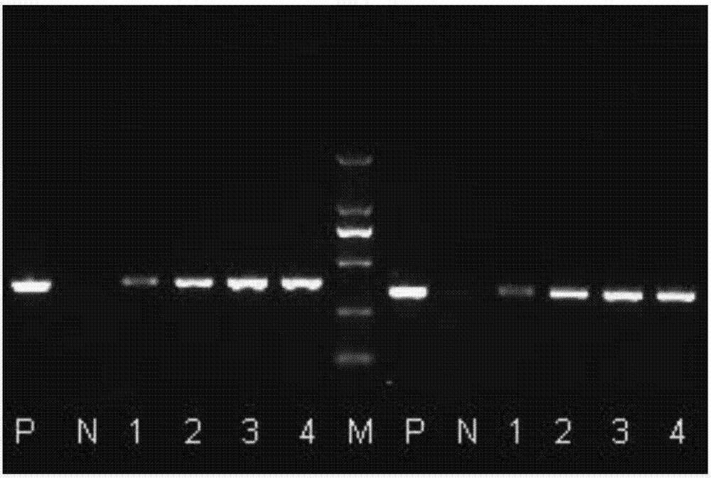 一種鯽魚冠狀病毒HB93及RT?PCR檢測引物及應用的制造方法與工藝