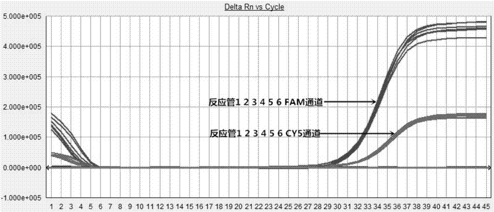 一种狂犬病病毒分型恒温检测试剂盒的制造方法与工艺