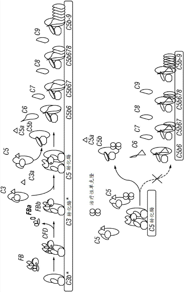 補(bǔ)體組分C5抗體的制造方法與工藝