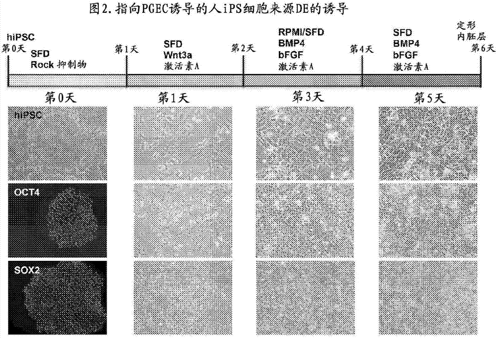 原始肠内胚层细胞及其制作方法与流程