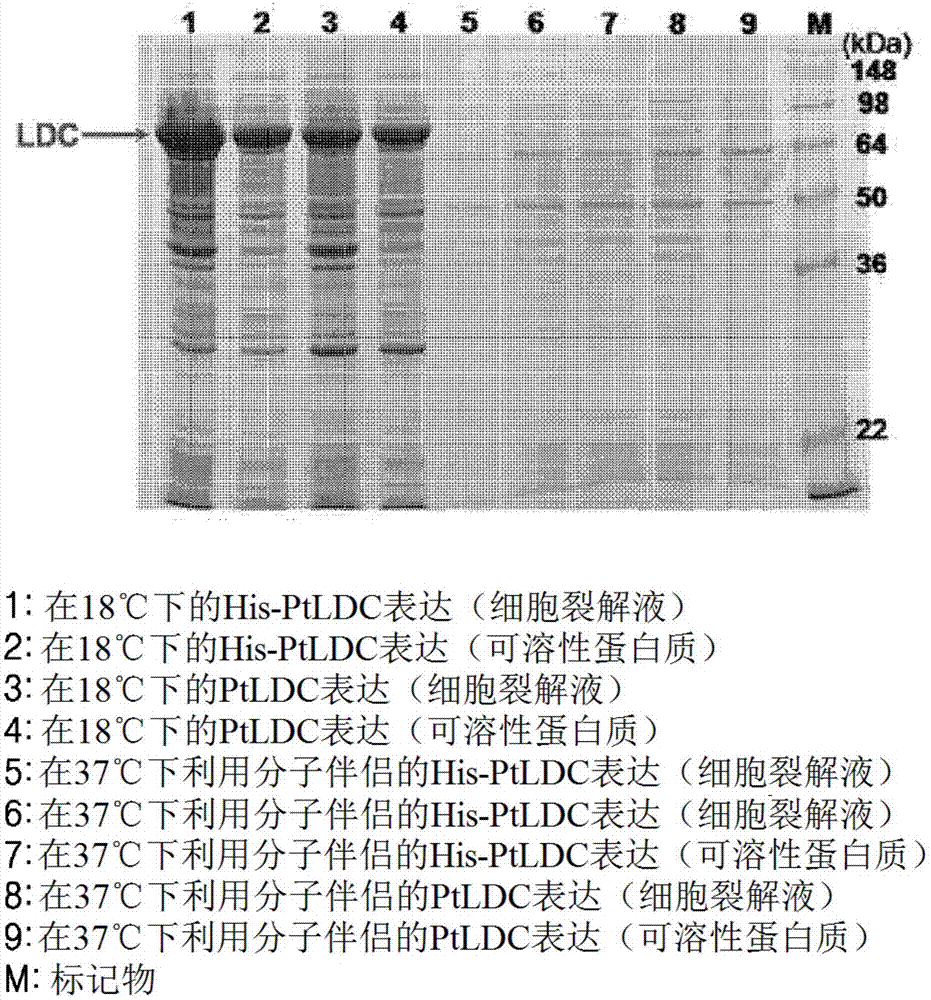 新型賴氨酸脫羧酶及利用其制備尸胺的方法與流程