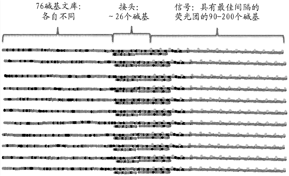 雜交探針和方法與流程