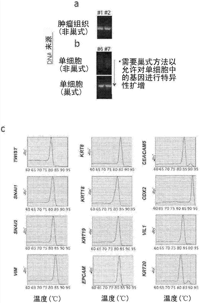 单细胞RNA和突变分析PCR(SCRM‑PCR)：用于在单细胞水平上同时分析DNA和RNA的方法与流程