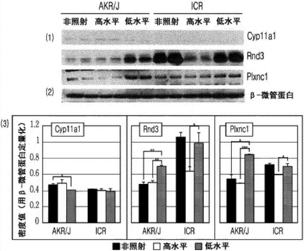 對低水平放射線反應的DNA修復相關(guān)基因的檢測方法與流程