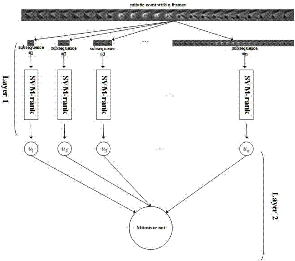 基于支持向量機(jī)排序的有絲分裂定位和識別的方法與流程