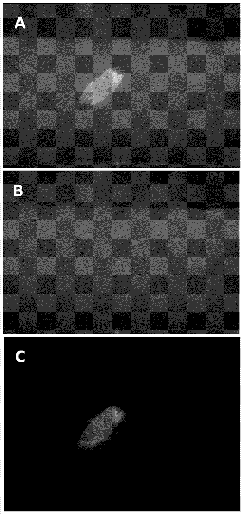 在自體熒光存在下生物材料中目標(biāo)熒光團(tuán)的成像的制造方法與工藝