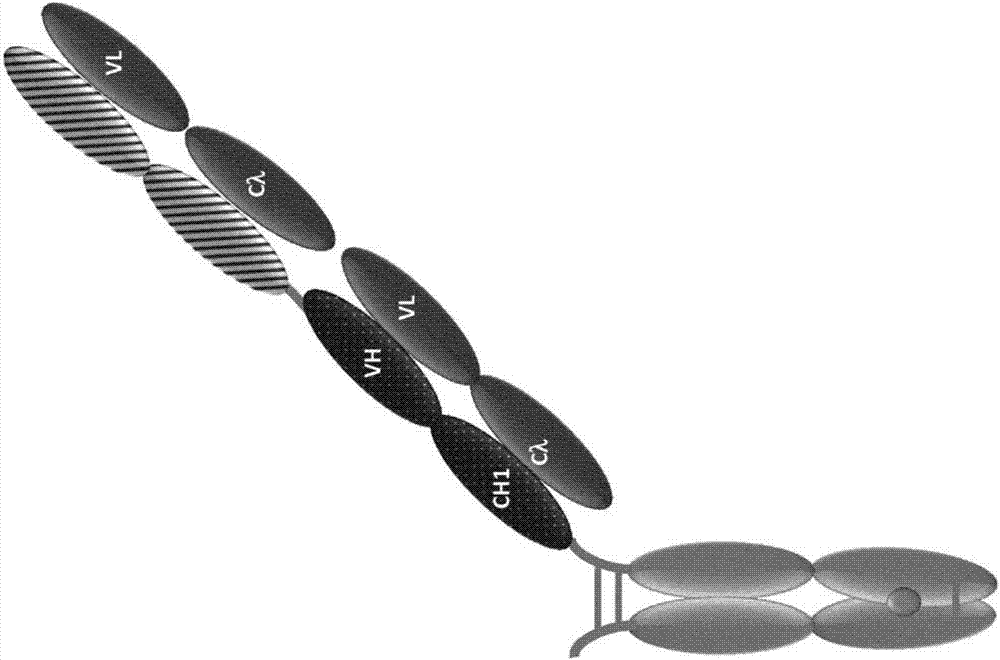 T细胞活化性双特异性抗原结合分子CD3 ABD叶酸受体1(FolR1)和PD‑1轴结合拮抗剂的组合疗法的制造方法与工艺