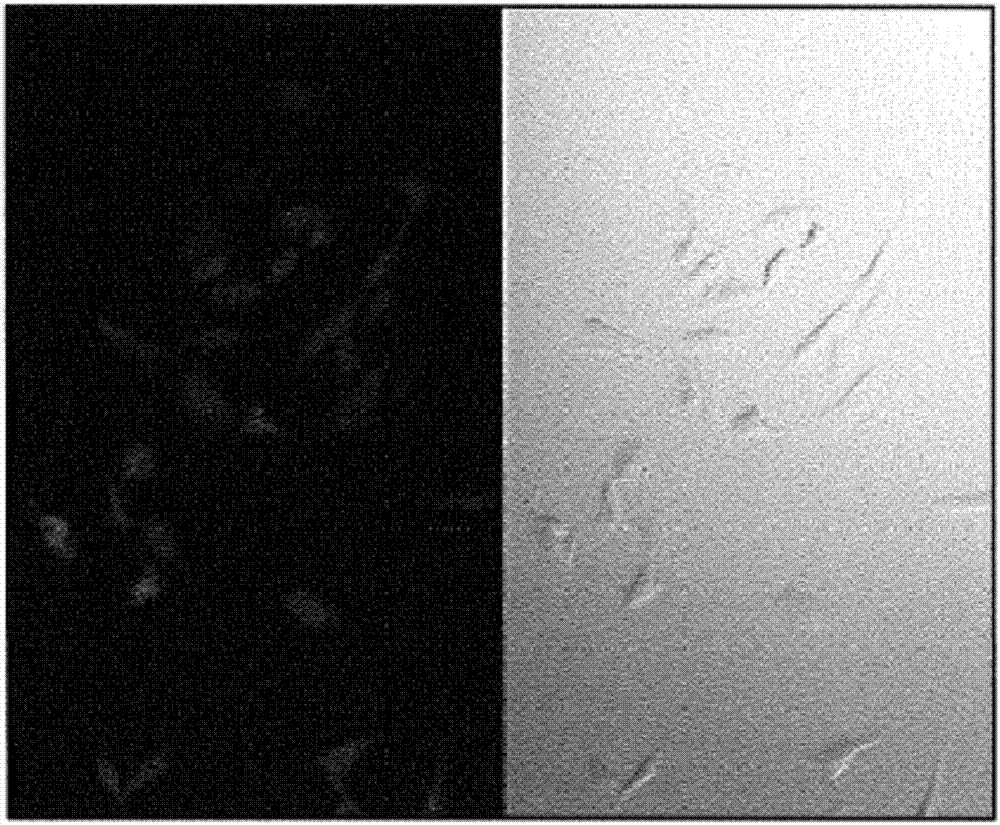 采用三元無機(jī)金屬硫化物M1M2S4(M1獨(dú)立地為Mg、Ca、Mn、Fe或Zn；M2為Mo或W)的納米顆粒對細(xì)胞內(nèi)銅離子進(jìn)行靶向以抑制血管生成來治療轉(zhuǎn)移癌的制造方法與工藝