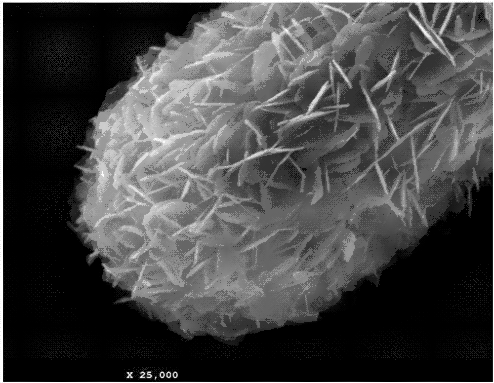 一种由纳米片组装成微米棒结构的氧化镁材料的制备方法与流程