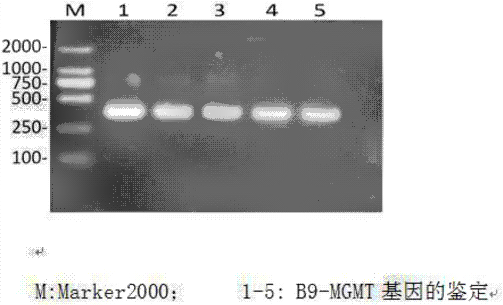 一種腦膠質(zhì)瘤MGMT啟動子基因甲基化的檢測方法與流程