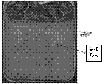 双膜法离体培养杨树和双色蜡蘑外生菌根真菌共生体系的方法与流程