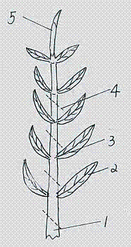 野生古茶树人工驯化培育方法与流程