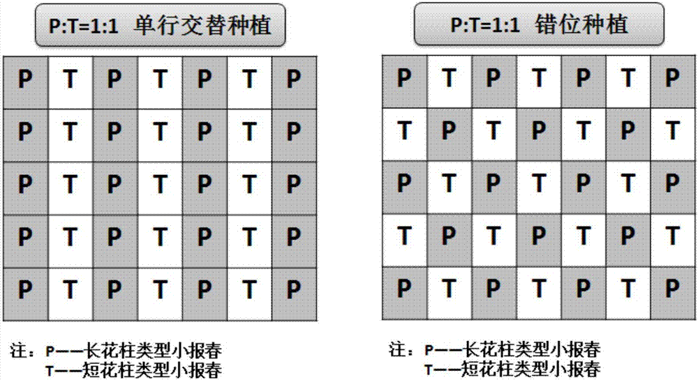 一种小报春的制种方法与流程