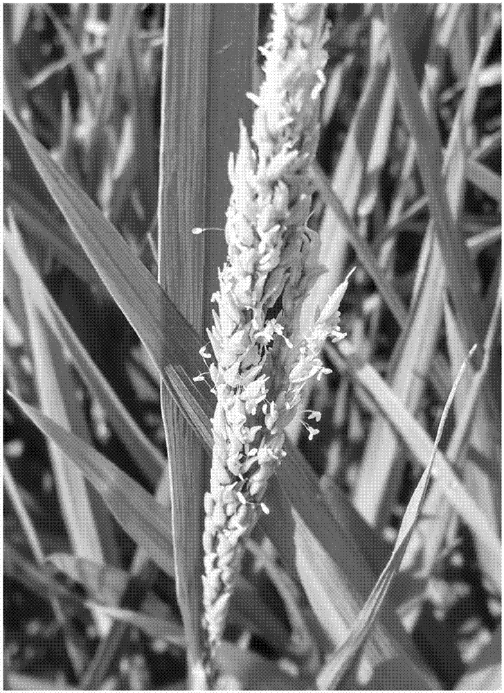 一种利用水稻隐性畸形颖壳恢复系制种混收并分离杂交种子的方法与流程