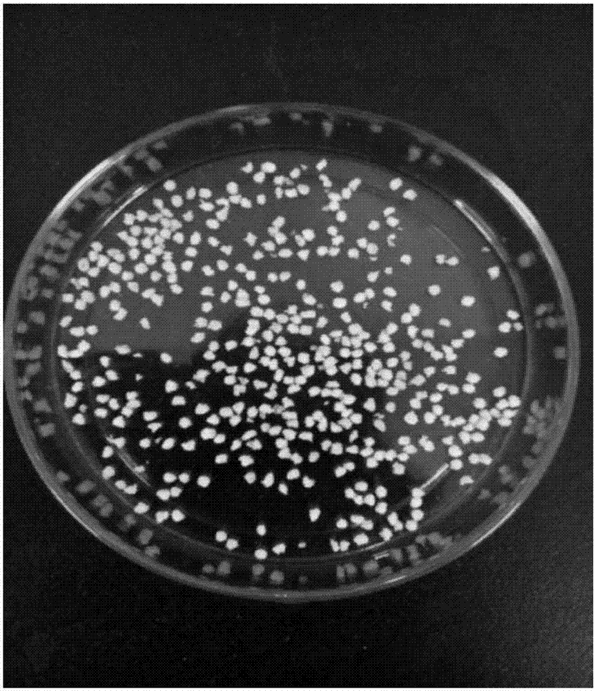 一种短双歧杆菌、发酵乳杆菌和植物乳杆菌三菌复合微粒子的制备方法及应用与流程