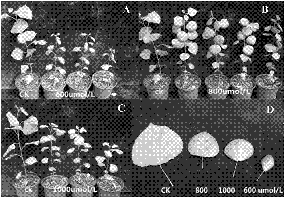 一種利用DNA甲基化抑制劑構(gòu)建植物群體的方法與流程