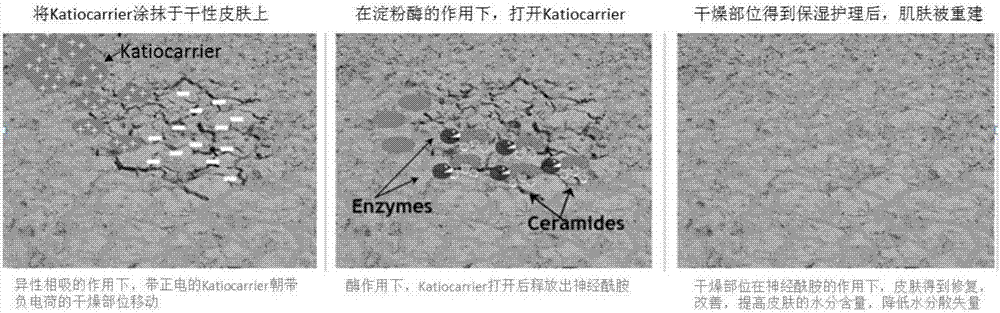 神經(jīng)酰胺脂質(zhì)體及其在制備智能補水化妝品中的應(yīng)用的制造方法與工藝