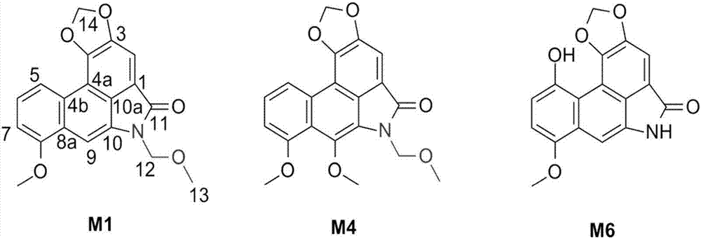 马兜铃内酰胺类新化合物的制备方法及其用途与流程