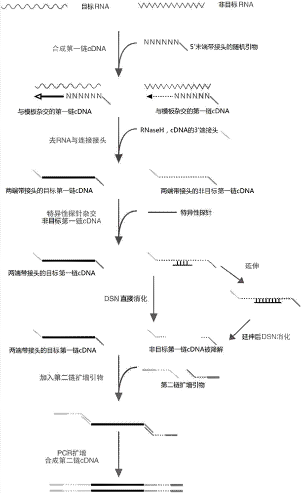 一種去除RNA樣本中非目標(biāo)RNA的方法與流程