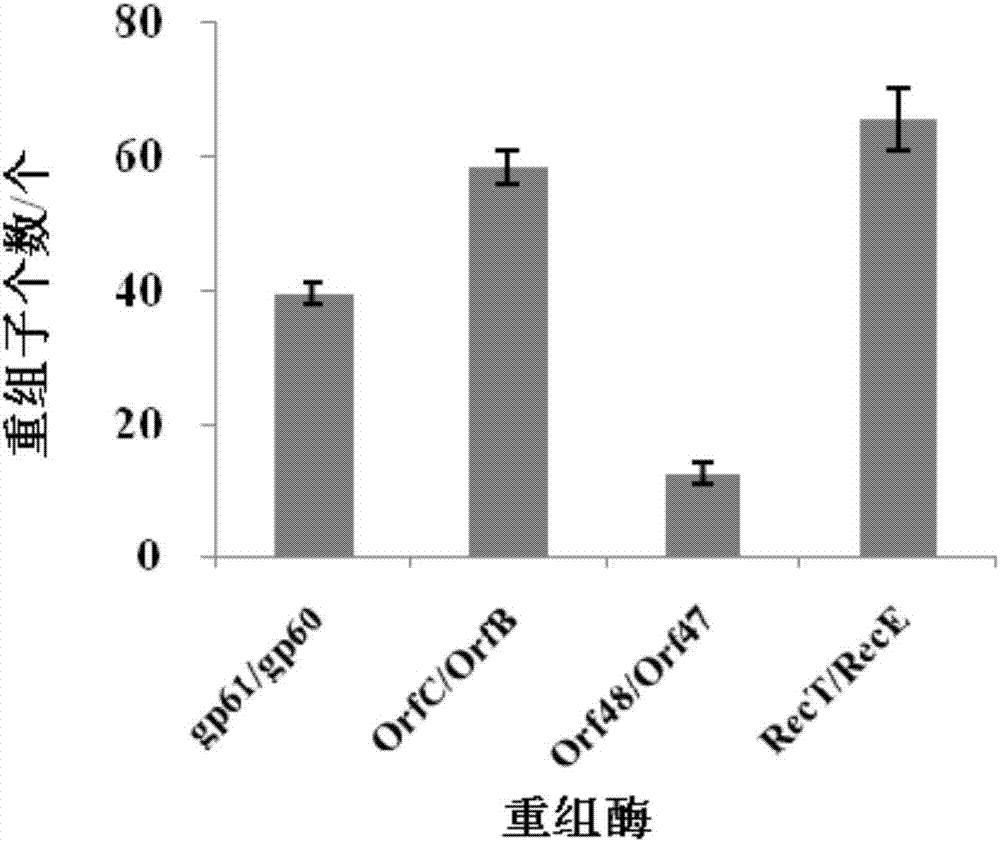 谷氨酸棒桿菌中一種基因連續(xù)無痕敲除的方法與流程