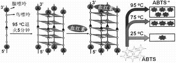 一種新型嗜熱四元G四鏈體DNA酶的制造方法與工藝