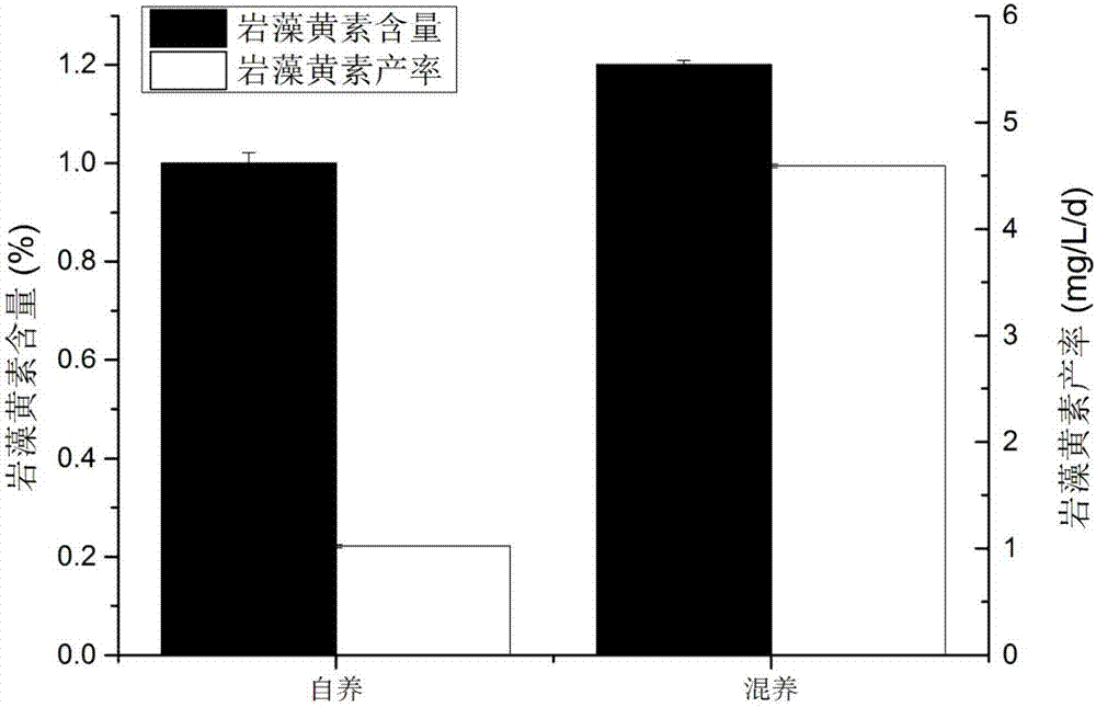 利用光照培養(yǎng)平滑菱形藻生產(chǎn)巖藻黃素的方法與流程