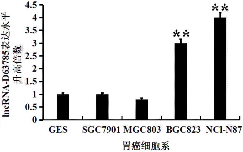 lncRNA‑D63785及其干扰物的应用和应用其的产品的制造方法与工艺