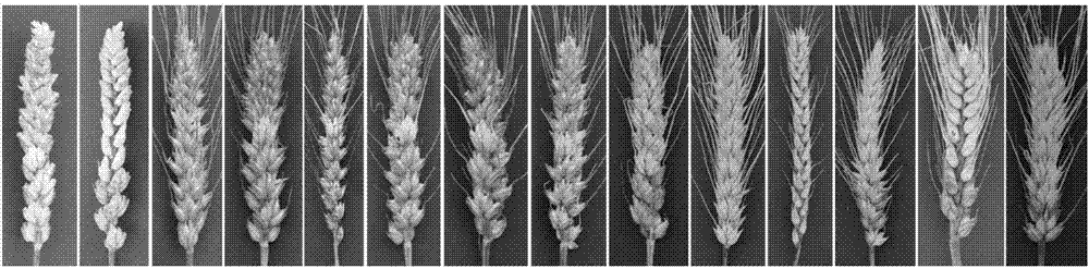 小麦‑长穗偃麦草抗赤霉病易位系的选育方法及分子标记与流程