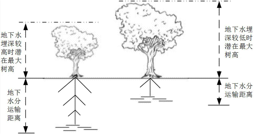 一种用优势种白杨树高测量地下水埋深的简易方法与流程