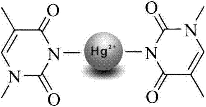一步式免標(biāo)記熒光快速檢測(cè)汞離子的方法與流程