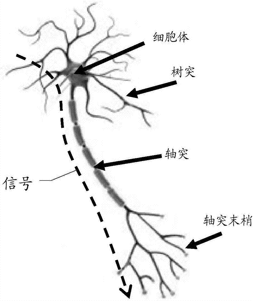 电路结构及其驱动方法、神经网络与流程