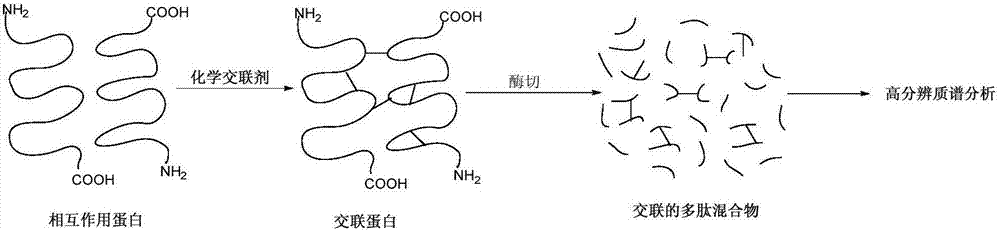 一種多功能化學(xué)交聯(lián)劑及其制備方法與應(yīng)用與流程