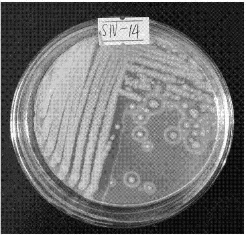 一种产纳豆激酶贝莱斯芽孢杆菌菌株及其应用的制造方法与工艺