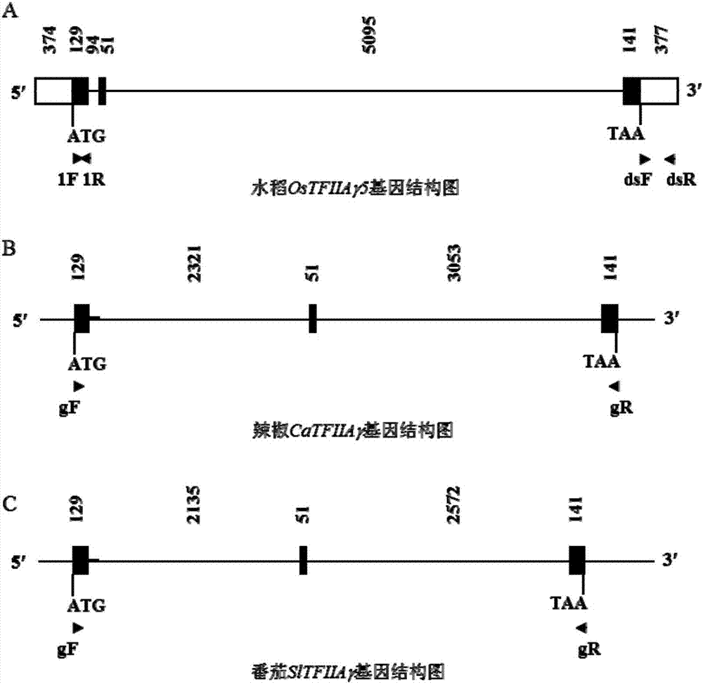 抑制或突变TFIIAγ基因在农作物抗病中的应用的制造方法与工艺