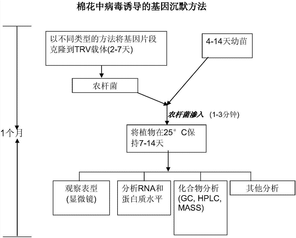 用于棉花中基因功能性分析的病毒誘導(dǎo)的基因沉默(VIGS)的制造方法與工藝